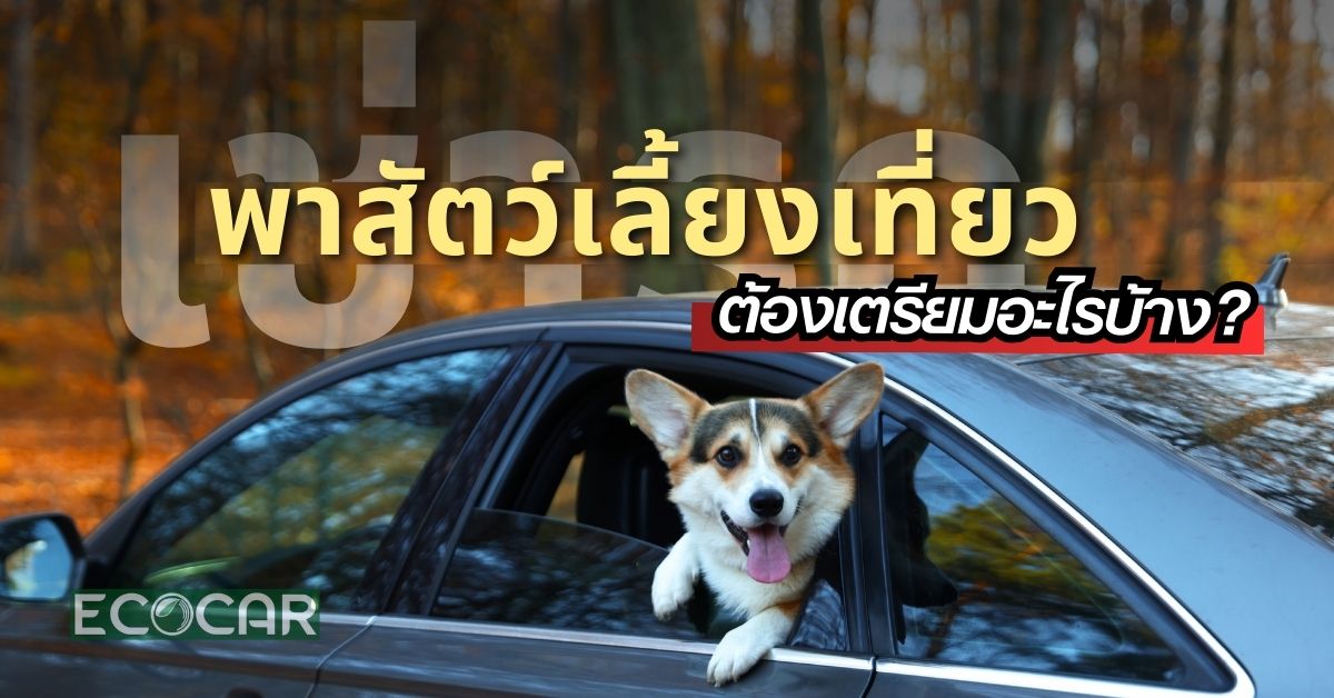 เช่ารถพาสัตว์เลี้ยงเที่ยว